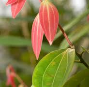 Cinnamon Organic Leaf Essential Oil